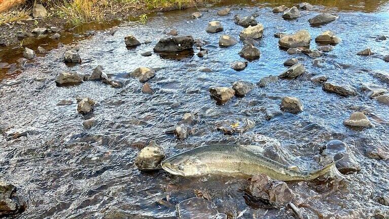 Salmon return to Klamath Basin after more than a century